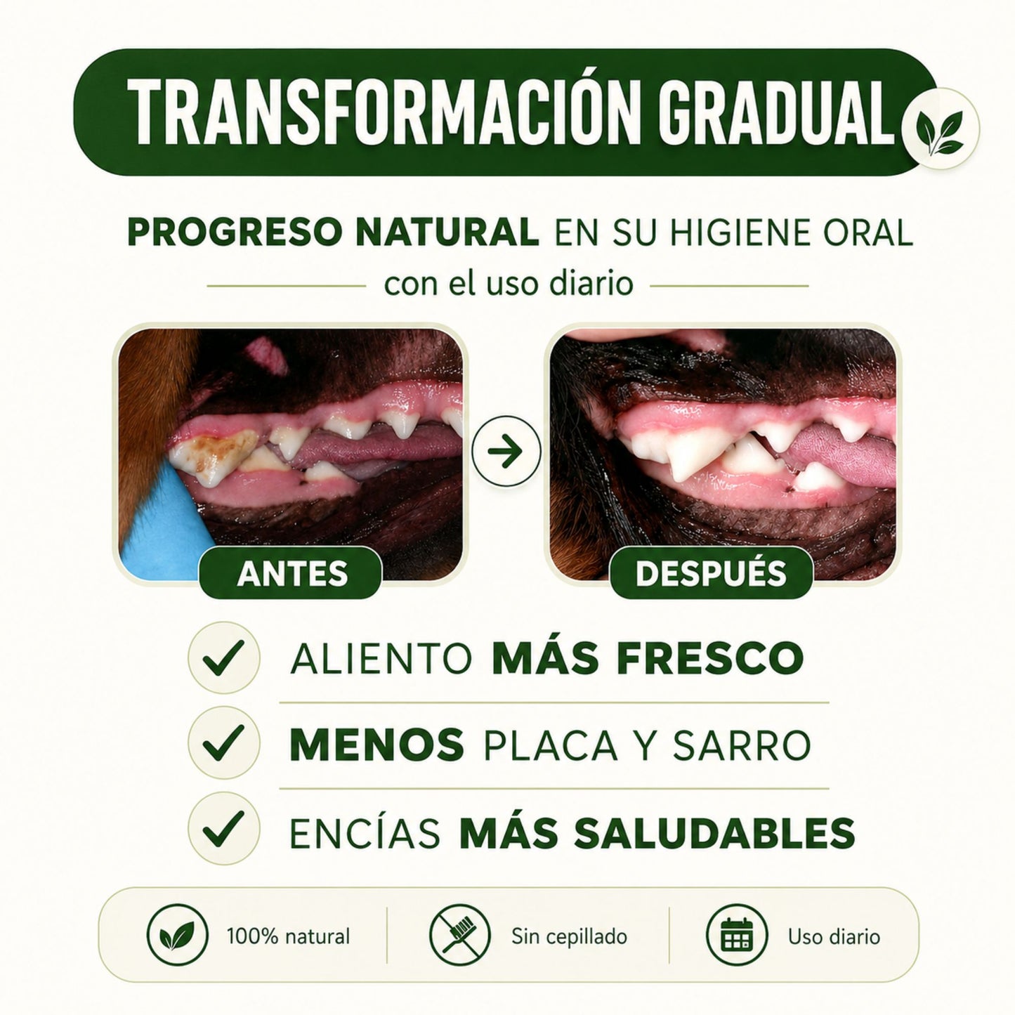 Polvo Dental Natural 4 en 1